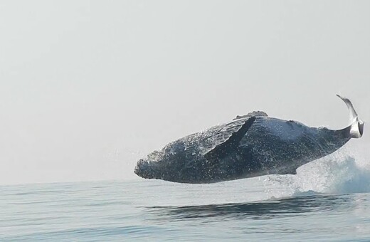 Σπάνιο φιλμ με φάλαινα 40 τόνων που πηδάει ολόκληρη έξω από το νερό με απίστευτη χάρη και άνεση