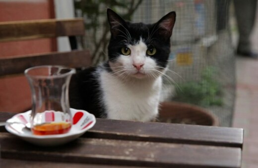 Η ερωμένη, ο κυνηγός, ο τζέντλεμαν, η καταφερτζού: Αυτές είναι οι «Γάτες της Κωνσταντινούπολης»