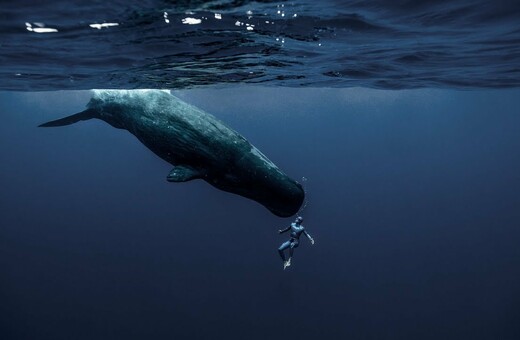 «Χορεύοντας» με τις φάλαινες