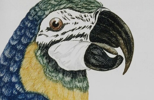 Γιατί οι παπαγάλοι μπορούν και μιλούν σαν τους ανθρώπους;