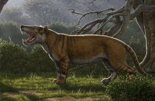 Απολιθώματα «γιγαντιαίου προϊστορικού λιονταριού» βρέθηκαν στα συρτάρια μουσείου
