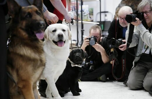 Αυτή είναι η πιο δημοφιλής ράτσα σκύλων και βγήκε πρώτη για 28η συνεχόμενη χρονιά
