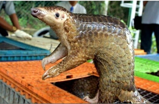 Τεράστιο παράνομο φορτίο από φολίδες παγκολίνων στη Σιγκαπούρη - Πάνω από 14 τόνοι