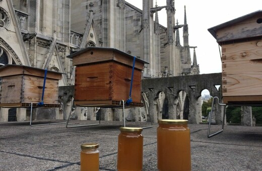 Ζωντανές οι μέλισσες στην Παναγία των Παρισίων - Πώς κατάφεραν να σωθούν από την πυρκαγιά