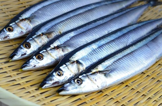 Ικιτζίμι: Η πιο καλή, γρήγορη και ανθρώπινη μέθοδος θανάτωσης ψαριών