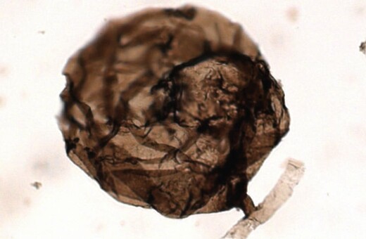 Στον αρκτικό Καναδά ανακάλυψαν το αρχαιότερο απολίθωμα μύκητα