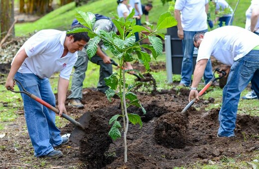 Κλιματική αλλαγή: Επιστήμονες προτείνουν να φυτέψουμε ένα τρισεκατομμύριο νέα δέντρα