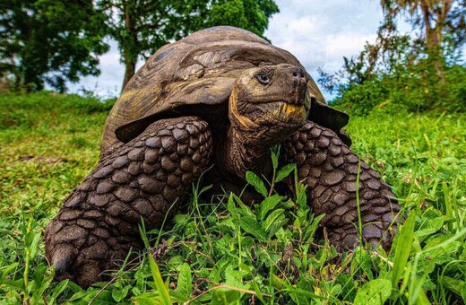 Γκαλαπάγκος: 15 γιγαντιαίες χελώνες έσωσαν το είδος τους από εξαφάνιση με χιλιάδες απογόνους