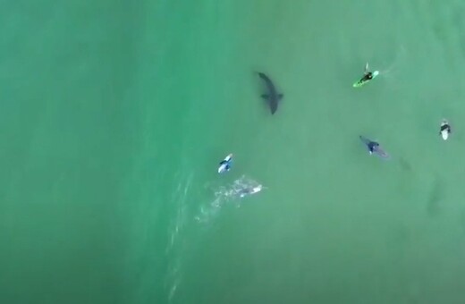 Βίντεο: Λευκός καρχαρίας κολυμπά δίπλα σε σέρφερ, που αγνοούν την παρουσία του