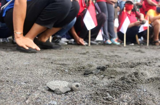 Χιλιάδες χελωνάκια αφέθηκαν ελεύθερα στη θάλασσα του Μπαλί