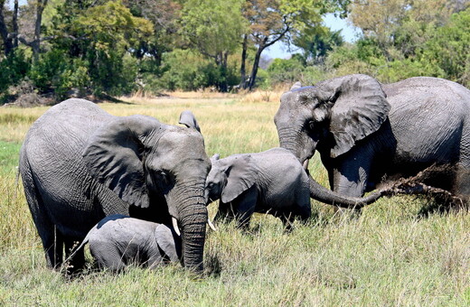 Δεκάδες νεκροί ελέφαντες στη Μποτσουάνα λόγω ξηρασίας - Πεθαίνουν από δίψα και πείνα