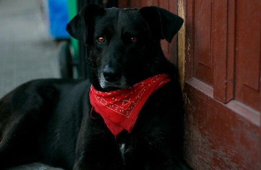 O «Λουκάνικος» του Σαντιάγο: Ο σκύλος – διαδηλωτής που έγινε σύμβολο του αγώνα της Χιλής