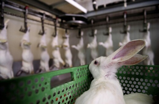 Μέσα στα σφαγεία - Ο πρώτος vegan διαγωνισμός φωτογραφίας θέλει να αλλάξει τον τρόπο που βλέπεις τα ζώα