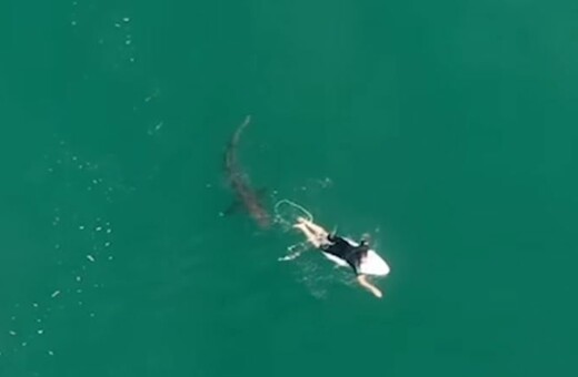 Αυστραλία: Καρχαρίας «σε απόσταση αναπνοής» από σέρφερ - «Εμφανίστηκε από το πουθενά» [ΒΙΝΤΕΟ]