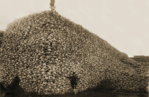 Αυτή η ιστορική φωτογραφία αποτυπώνει μια από τις μεγαλύτερες μαζικές σφαγές ζώων που έχει ποτέ κάνει ο άνθρωπος