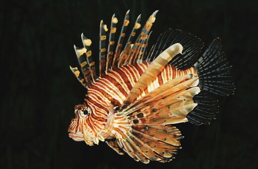 Λεοντόψαρα και άλλα είδη εισβολέων του Αιγαίου