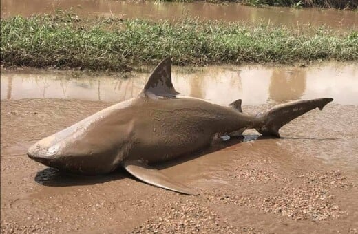 Απίστευτες φωτογραφίες με καρχαρία που βρέθηκε στη μέση ενός δρόμου στην Αυστραλία