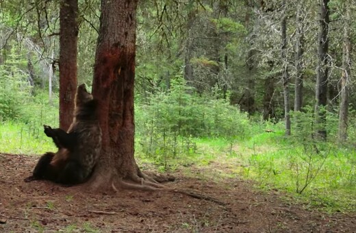 Εικόνες που πρώτη φορά καταγράφηκαν σε φιλμ: Αρκούδες κάνουν pole dancing στη φύση ?