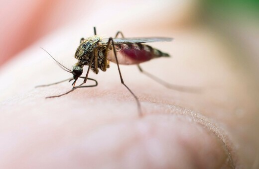 Οι 5 κυριότεροι λόγοι που μας τσιμπάνε τα κουνούπια