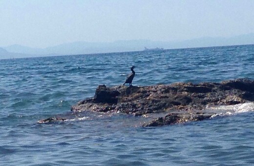 O μαύρος κορμοράνος που προκάλεσε «πανικό» στο Φάληρο