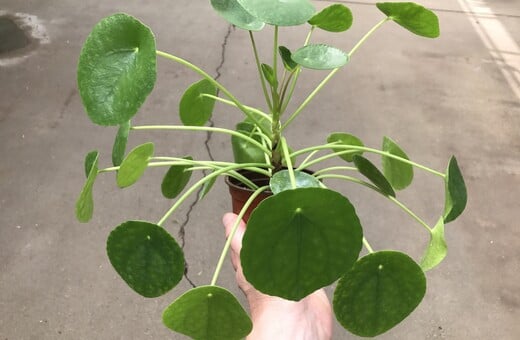 H Pilea Peperomioides είναι το πιο δημοφιλές φυτό στο instagram