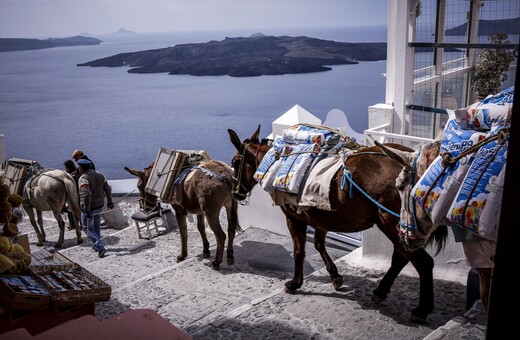 Η Σαντορίνη προχωρά σε μέτρα για να προστατεύσει τα γαϊδουράκια - Τι αποφασίστηκε