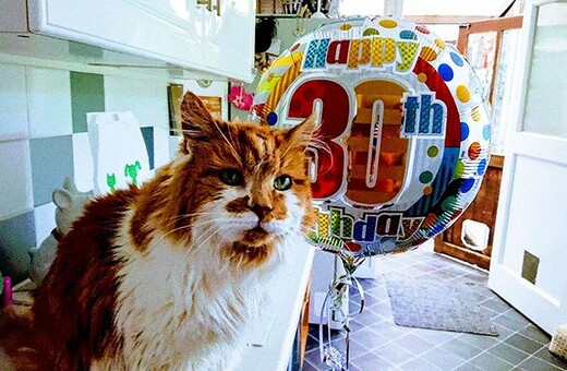 Γνωρίστε τον Ραμπλ, τον γάτο που έγινε φέτος 30 ετών και μάλλον είναι ο γηραιότερος του κόσμου