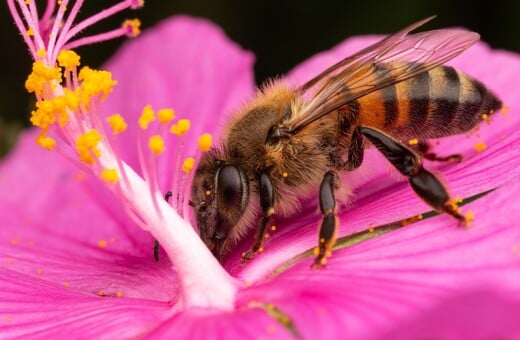 Πώς οι μέλισσες γνωρίζουν τις δουλειές που πρέπει να κάνουν σε ένα μελίσσι;