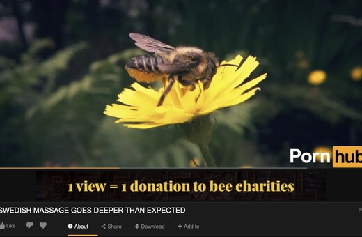 Στο νέο κανάλι του Pornhub οι μέλισσες κάνουν παθιασμένο σεξ με λουλούδια