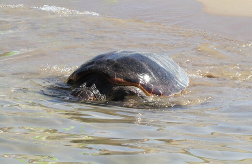 Νεκρή χελώνα καρέτα - καρέτα σε παραλία στη Σαλαμίνα