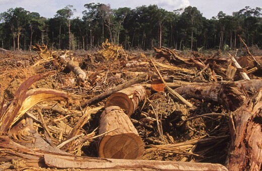 Τετραπλασιάστηκε τον Ιούλιο η αποψίλωση των δασών στη Βραζιλία
