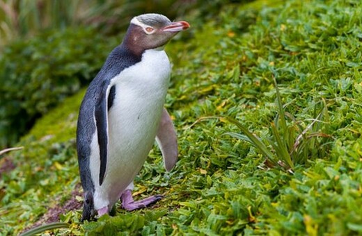 Ένας αντικοινωνικός σπάνιος πιγκουίνος είναι το φετινό «Πτηνό της Χρονιάς» στη Νέα Ζηλανδία