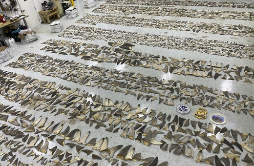 Πτερύγια από καρχαρίες αξίας 1 εκατ. δολαρίων κατασχέθηκαν στη Φλόριντα
