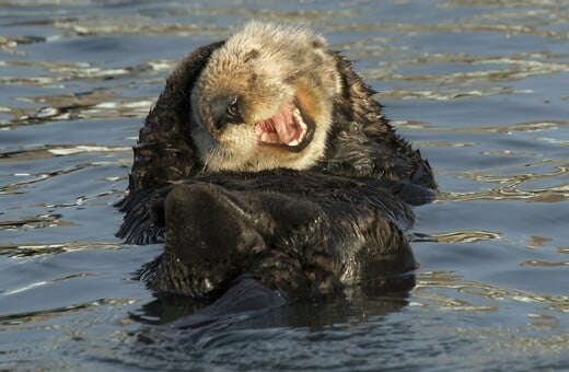 Comedy Wildlife Photography Award: Οι πιο αστείες φωτογραφίες της άγριας φύσης