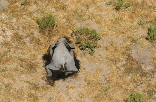 Μυστήριο στην Μποτσουάνα- Μαζικοί θάνατοι ελεφάντων