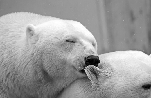 Οι πολικές αρκούδες θα μπορούσαν να αφανιστούν ως το 2100, σύμφωνα με νέα μελέτη