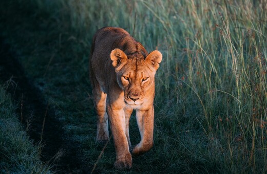 Λιοντάρια, ιαγουάροι και λεοπαρδάλεις στόχοι του παράνομου εμπορίου άγριων ζώων
