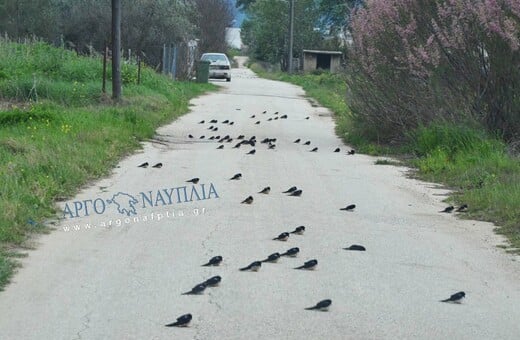 Θλιβερή εικόνα στην Αργολίδα - Γέμισε η άσφαλτος νεκρά χελιδόνια