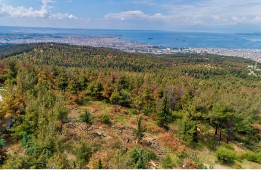 Απαγόρευση κυκλοφορίας σε Σέιχ Σου, Κασσάνδρα, Σιθωνία - Λόγω κινδύνου πυρκαγιάς