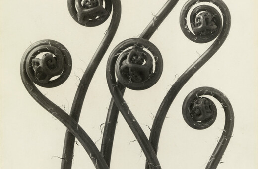 Ο τεράστιος φωτογράφος Karl Blossfeldt, που λίγοι αγαπούν και ξέρουν