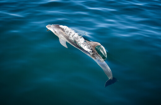 Καβάλα: Συγκινητική διάσωση δελφινιού σε παραλία του Παγγαίου