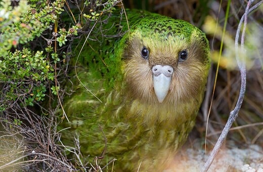 Το kakapo στέφθηκε «Πτηνό της Χρονιάς» για το 2020 [ΒΙΝΤΕΟ]