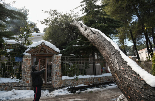 Κακοκαιρία «Μήδεια»: Η εξήγηση γιατί έπεσαν πιο εύκολα τα δέντρα