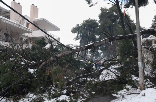 Ποιος είναι αρμόδιος για το κλάδεμα των δέντρων; ΔΕΔΔΗΕ: Με άδεια του δασαρχείου - ΚΕΔΕ: Δεν ευθύνονται οι δήμοι