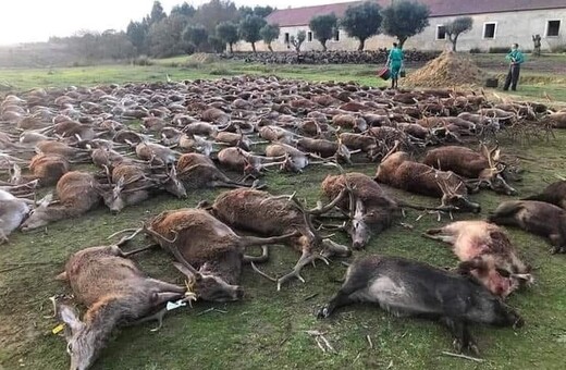 Οργή στην Πορτογαλία: Ισπανοί κυνηγοί σκότωσαν 540 ελάφια και αγριόχοιρους [ΕΙΚΟΝΕΣ]