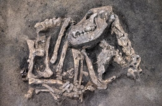 Σκύλος 8.400 ετών βρέθηκε θαμμένος μαζί με το αφεντικό του στη Σουηδία