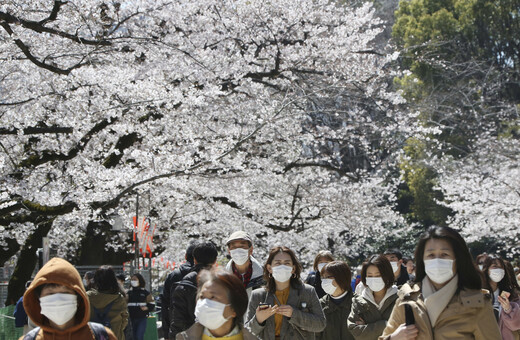 Οι κερασιές άνθισαν και φέτος στο Τόκιο