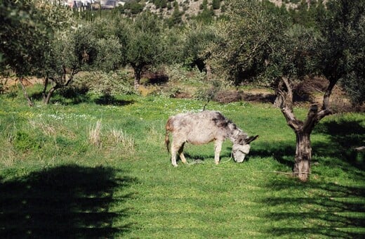 Ο μυστικός παράδεισος του Υμηττού: μια ξενάγηση