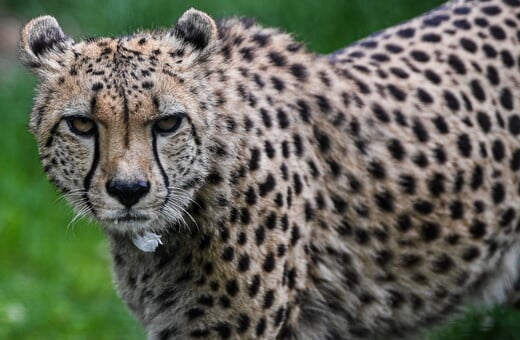 Cheetah attacks a keeper at an Ohio zoo