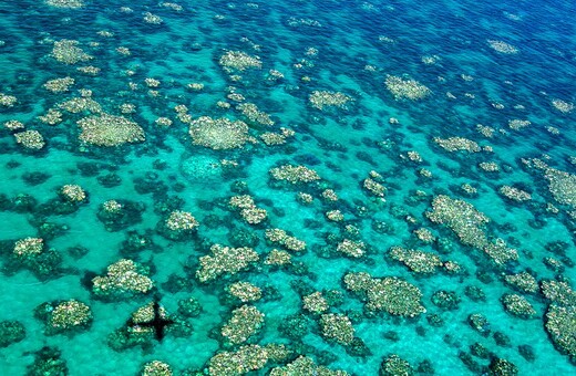 Ο Μεγάλος Κοραλλιογενής Ύφαλος στην Αυστραλία πεθαίνει με ταχύτατο ρυθμό και είναι σχεδόν αδύνατον να ανακάμψει
